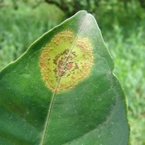 thumbnail for publication: Citrus Diseases Exotic to Florida: Citrus Leprosis